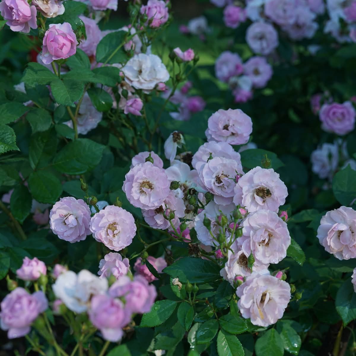 Proven Winners® Rise UpLilac Days™ Potted Rose Bush