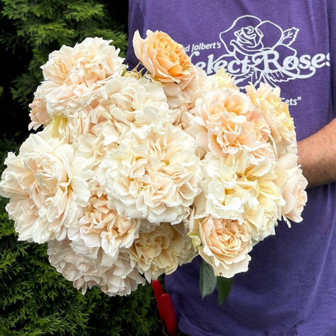 Melissa Darling™️ Potted Rose Bush