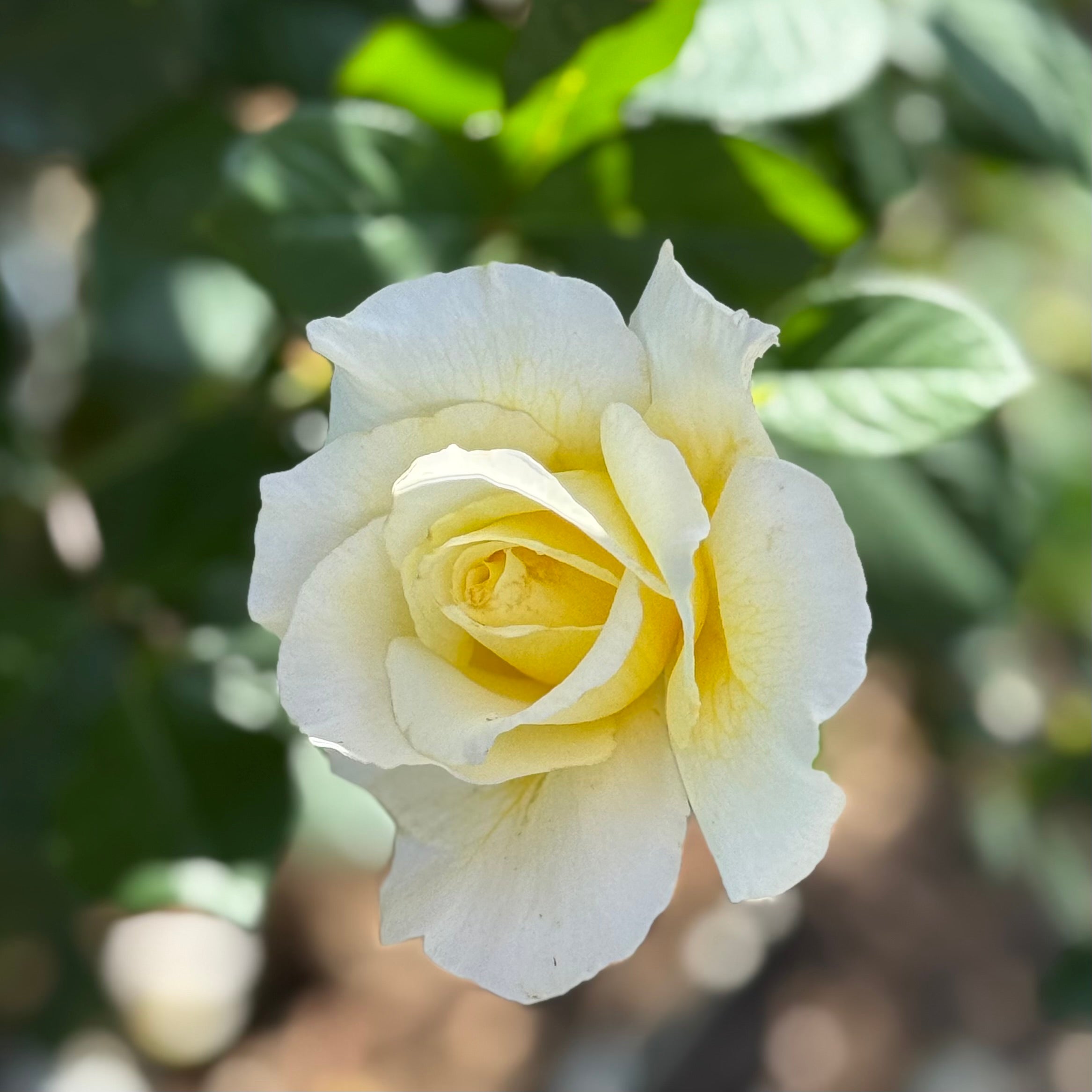 White Licorice™ Potted Rose Bush