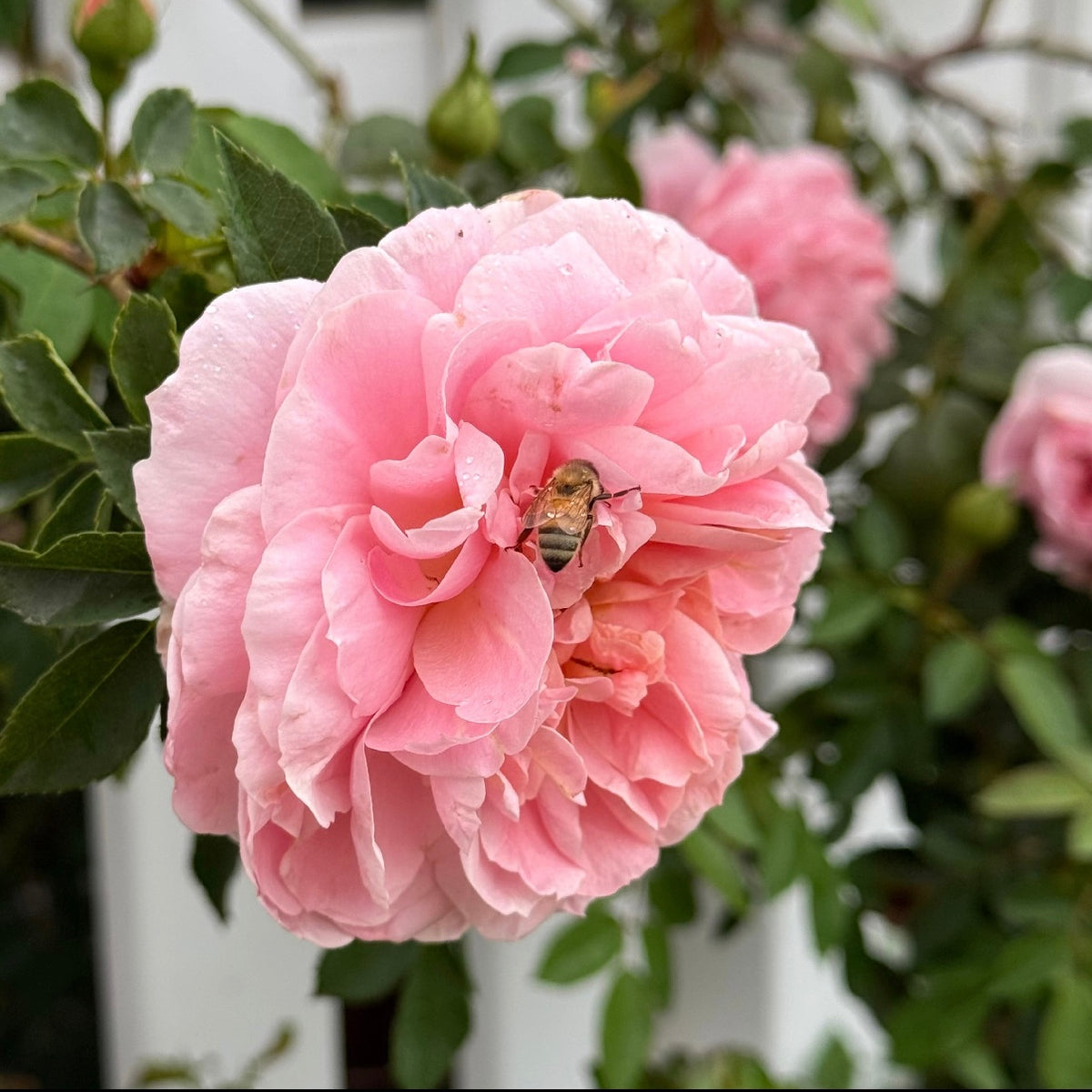Colette™  Bare Root Climbing Rose