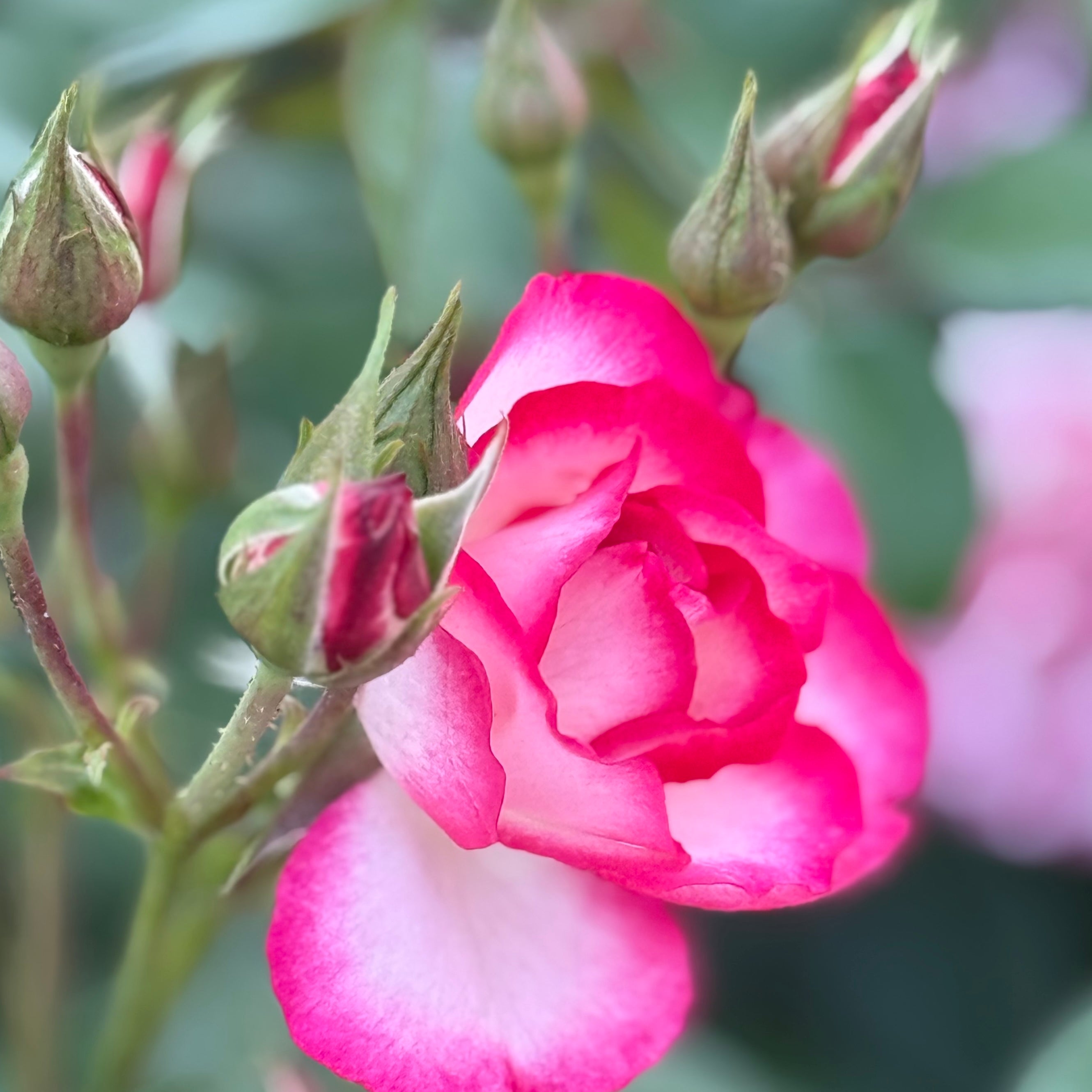 Tabris™ Potted Rose Bush