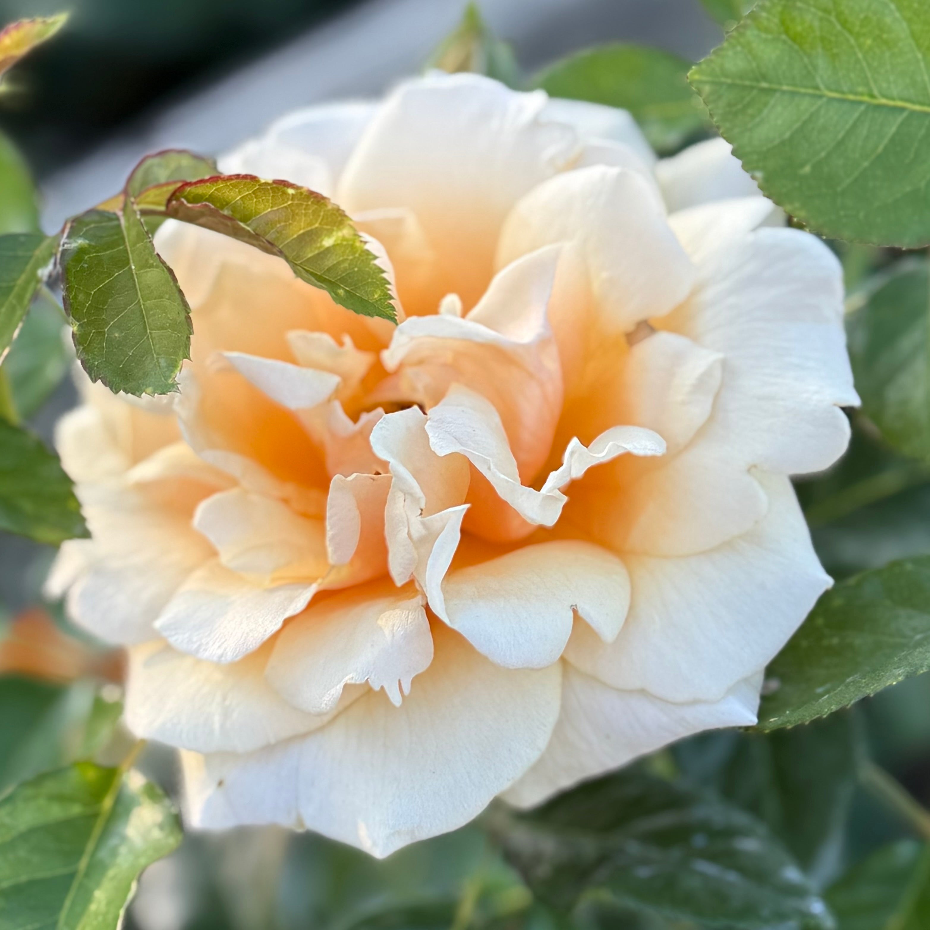 St Tropez™ Potted Rose Bush
