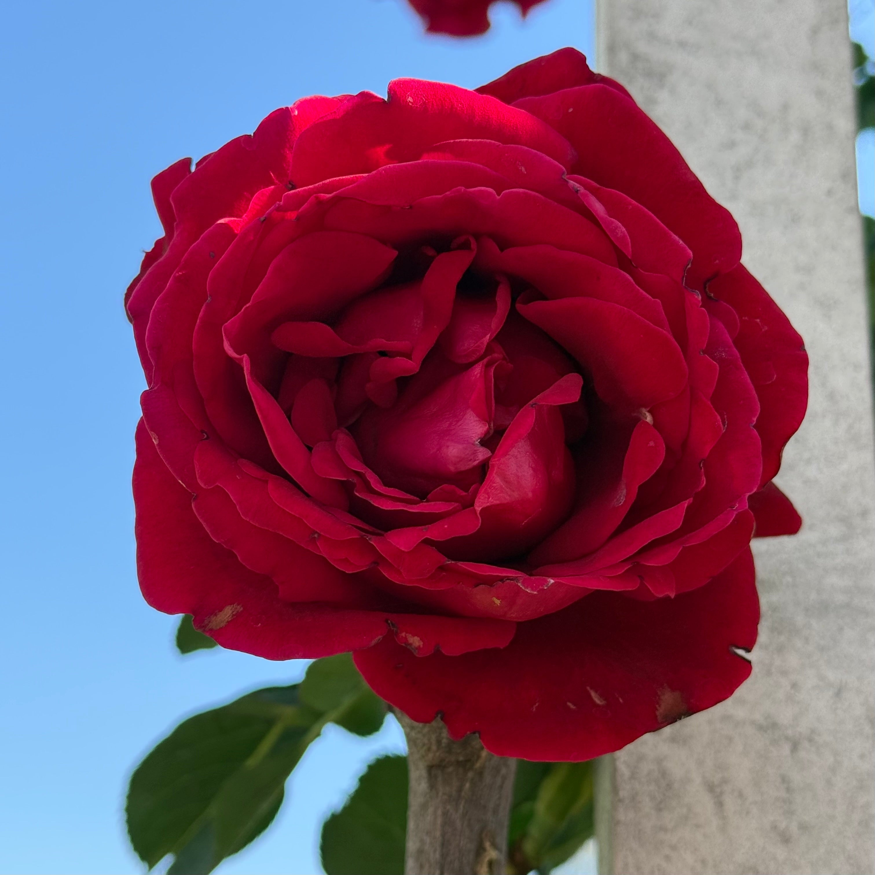 Don Juan™ Potted Climbing Rose