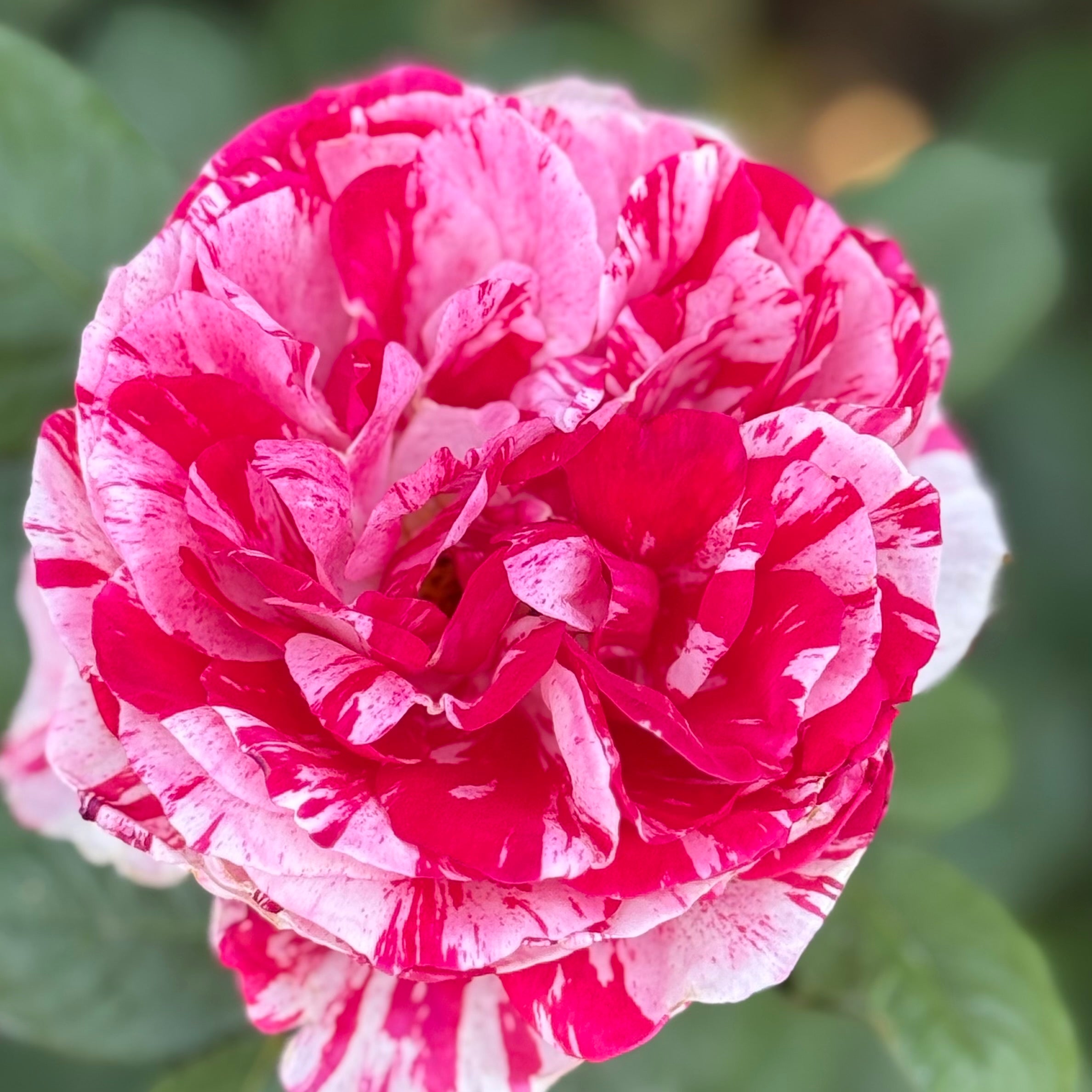 Scentimental™ Potted Tree Rose