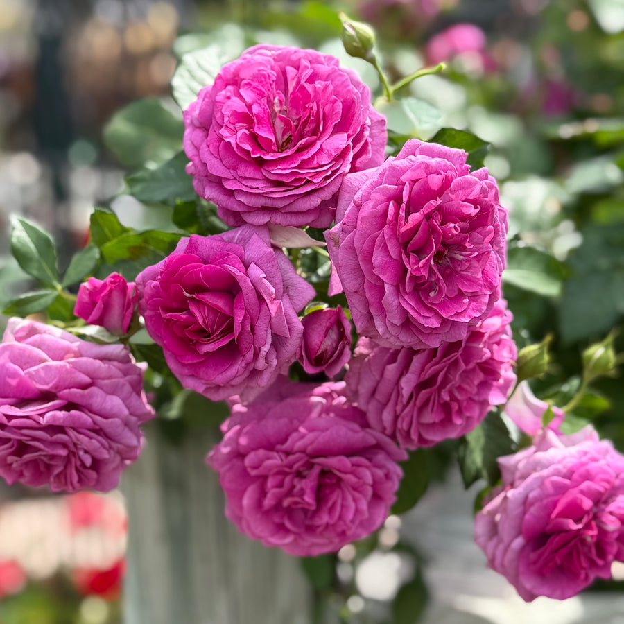 Light Years Away Potted Rose Bush