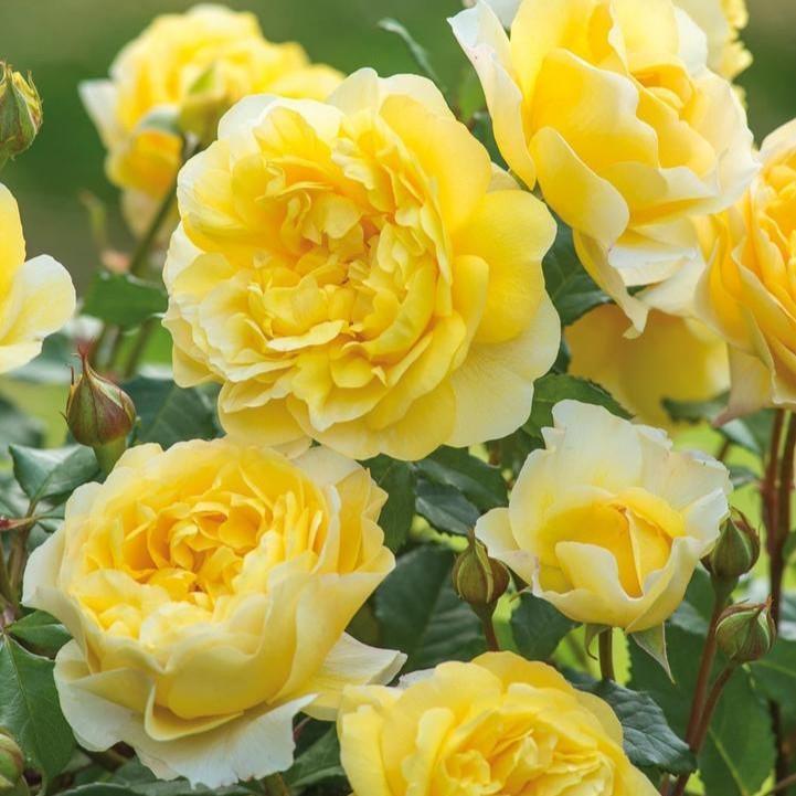David Austin® The Poet's Wife Potted Tree Rose