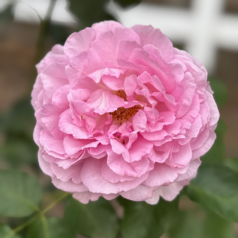 Yves L‘esprit de Fille Potted Rose Bush