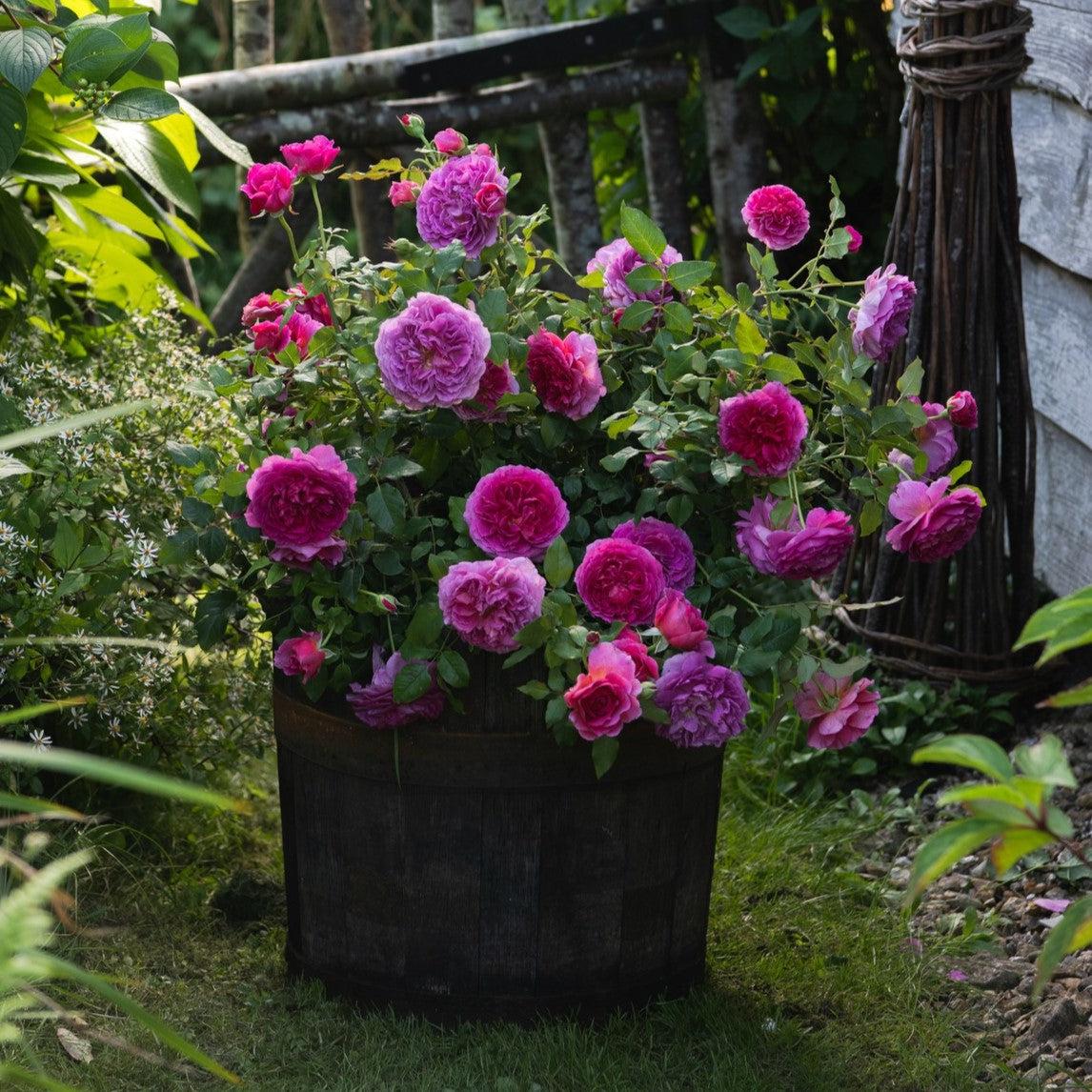 About David Austin® Gabriel Oak® Potted Rose Bush