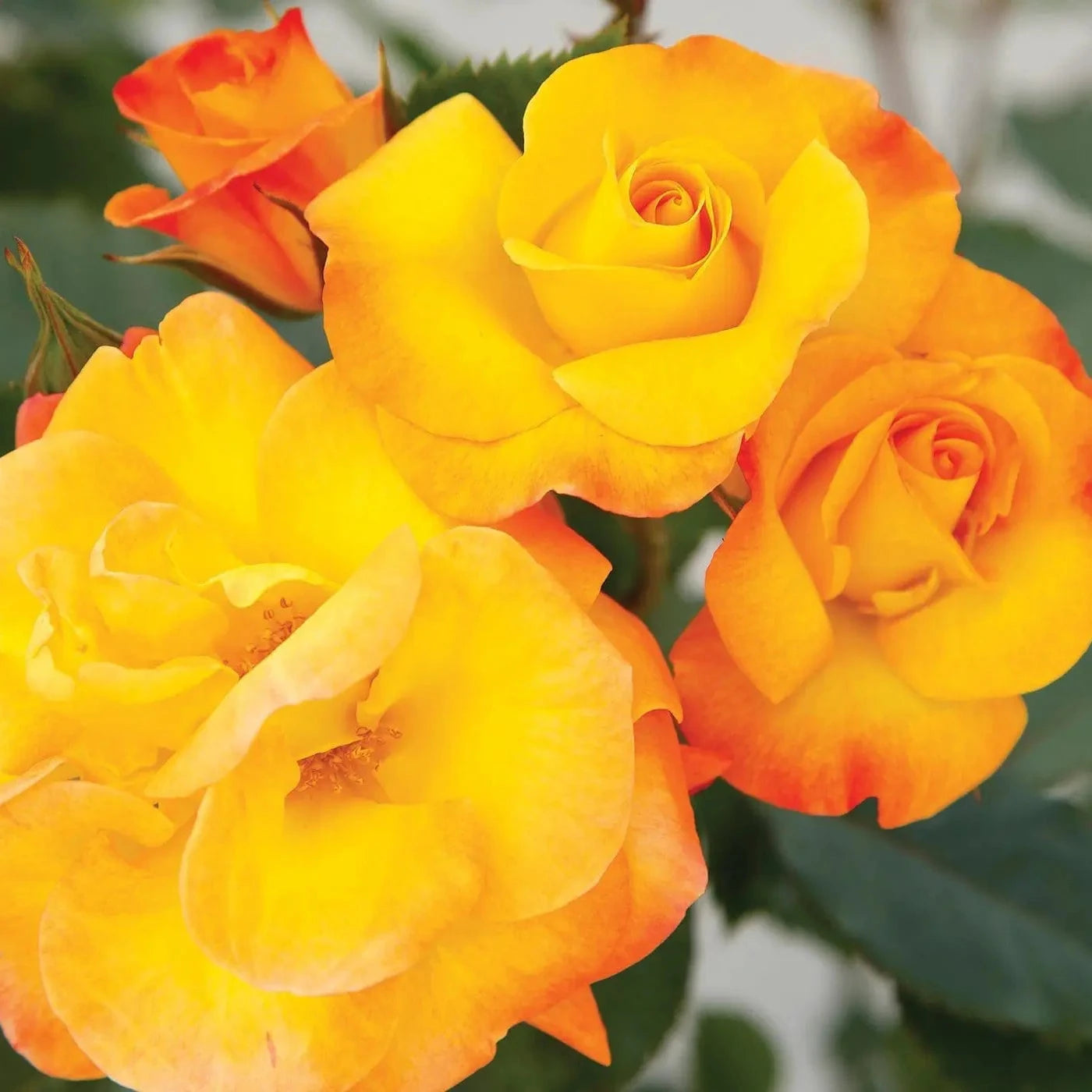 Veranda® Fiesta Bare Root Rose Bush