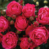 Eleganza® Fiji™  Potted Rose Bush