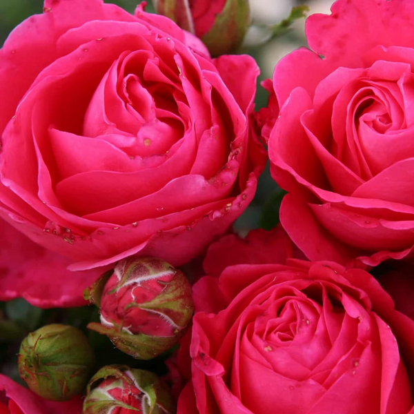 Eleganza® Fiji™  Bare Root Rose Bush