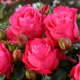 Eleganza® Fiji™  Potted Rose Bush