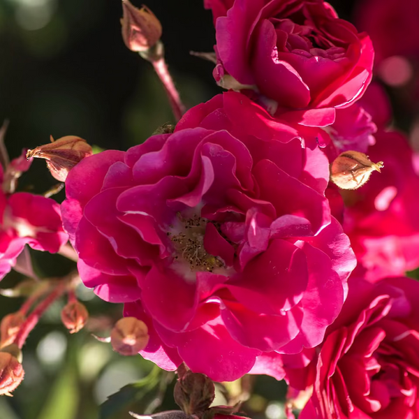 Meidiland® Fire  Bare Root Rose Bush