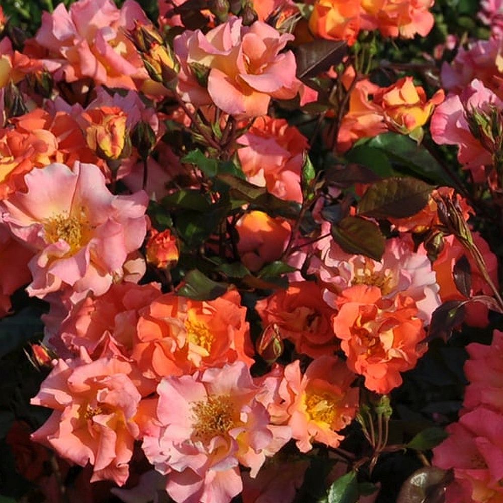 $1 FLASH SALE Kolorscape® Firecracker™ Potted Rose Bush