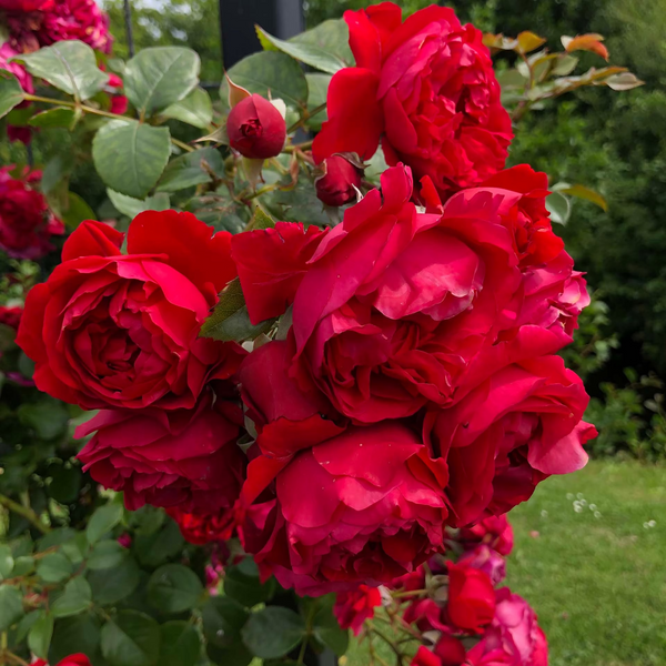 Arborose® Florentina™ Bare Root Climbing Rose