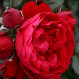 Arborose® Florentina™ - Climber Rose Bush