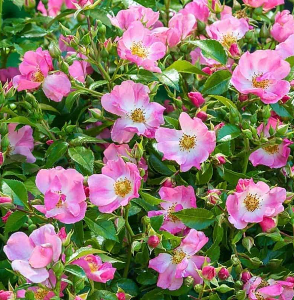 Forever & Ever® Pink Potted Rose Bush
