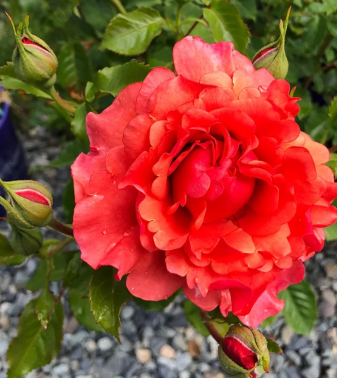 Foxy Lady™ Bare Root Rose Bush