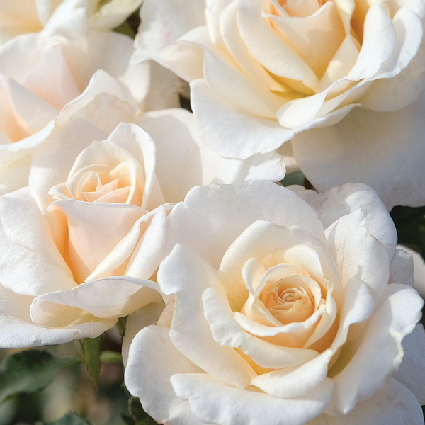 French Lace Bare Root Rose Bush