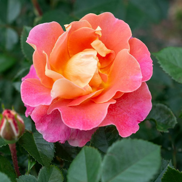 Fruity Petals™ Bare Root Climbing Rose