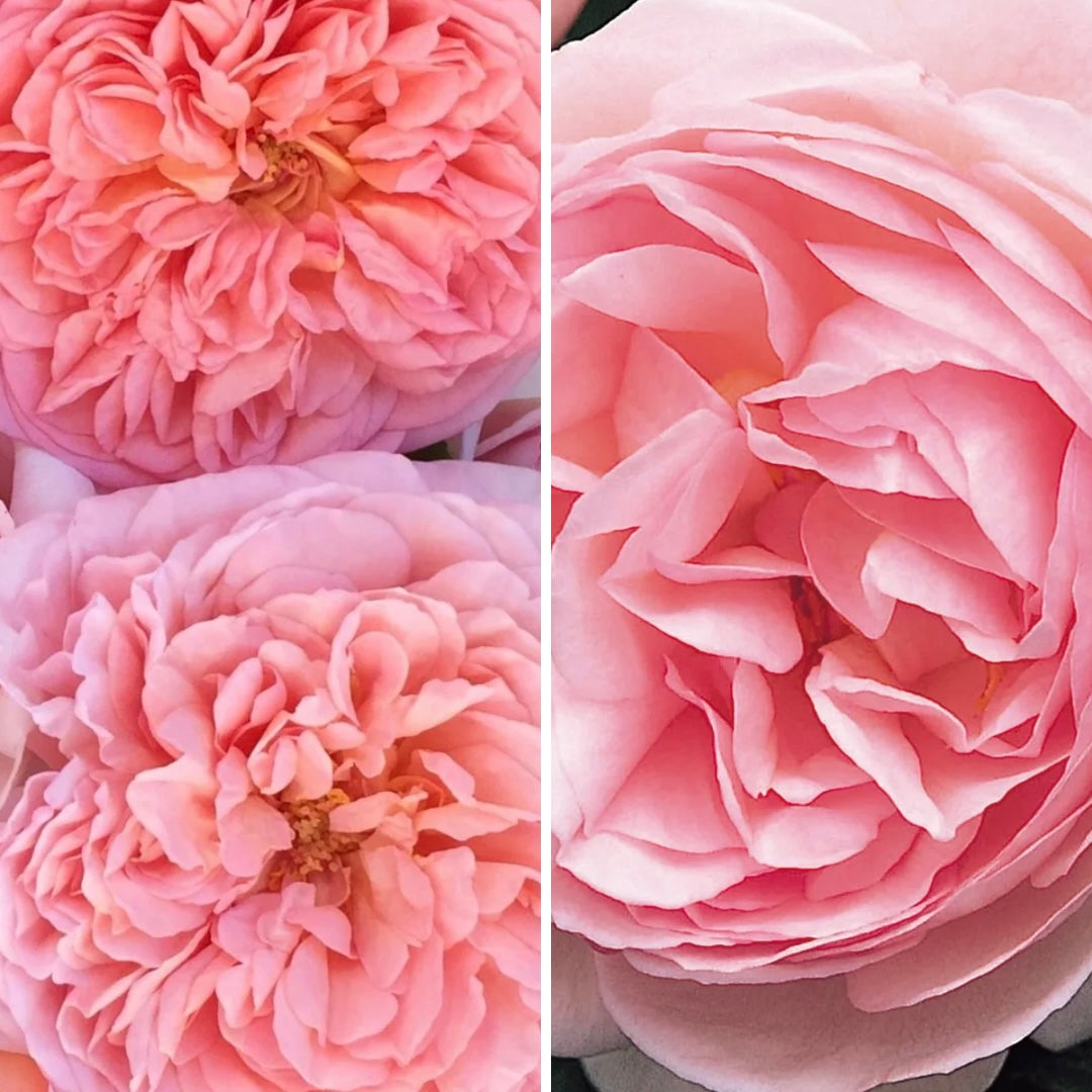 FLASH SALE - 2 Pack David Austin®️ Abraham Darby®️ & Heritage®️