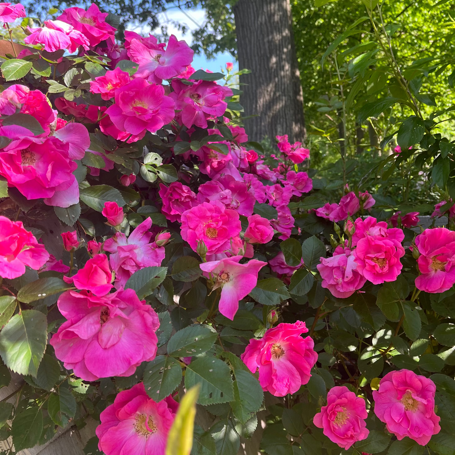 Zephirine Drouhin Potted Climbing Rose