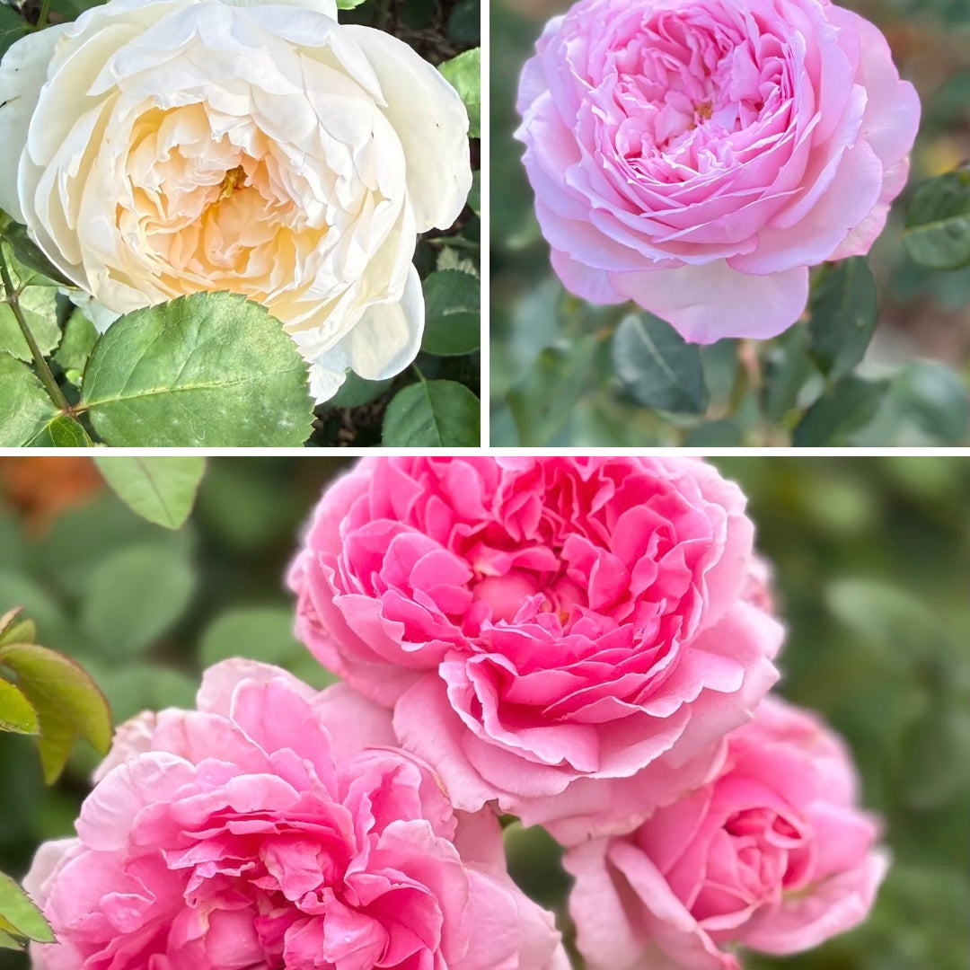 FLASH SALE - David Austin® Rare Pack - Glamis Castle®, The Alnwick Rose® & The Cottage Rose®