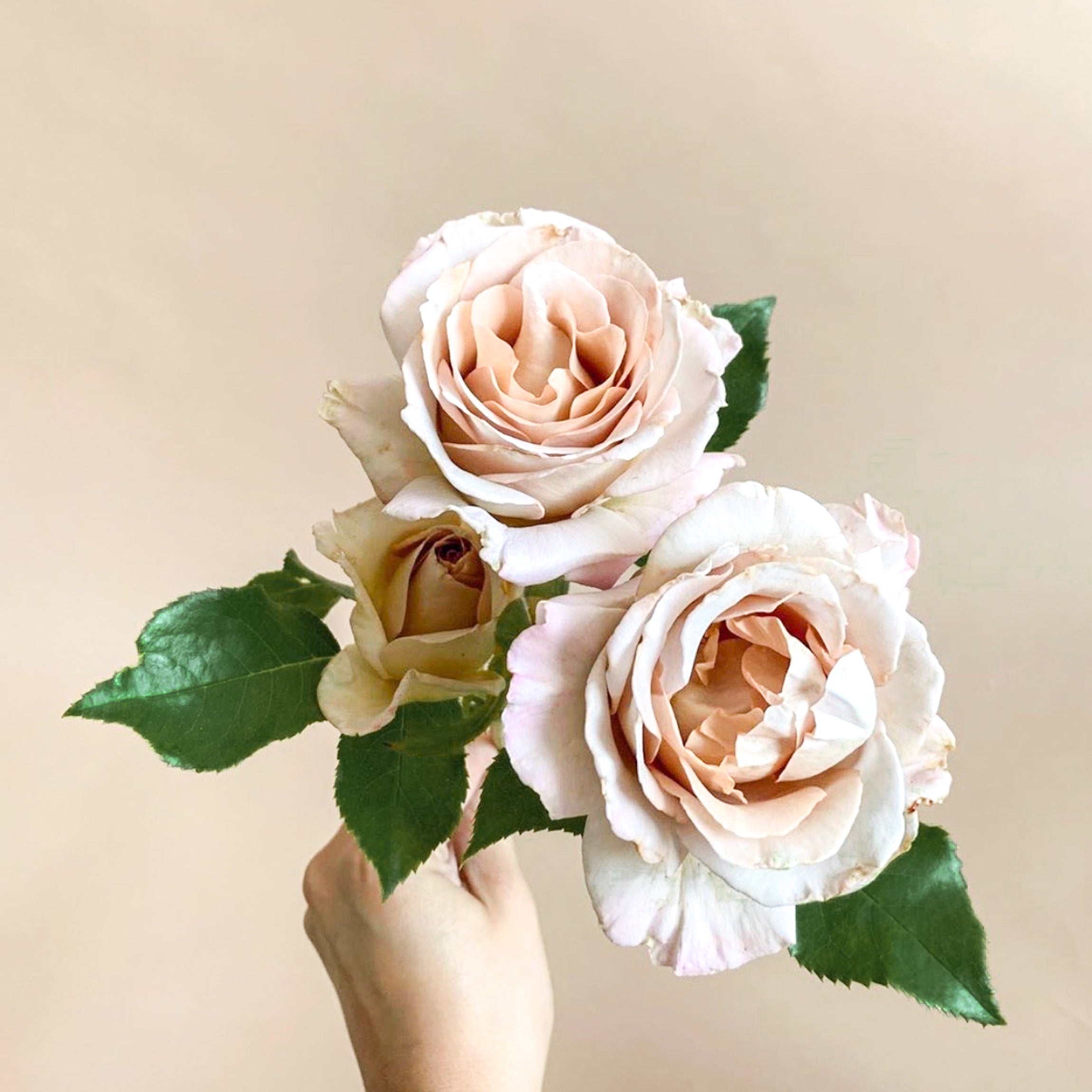 Stephen Rulo Potted Rose Bush