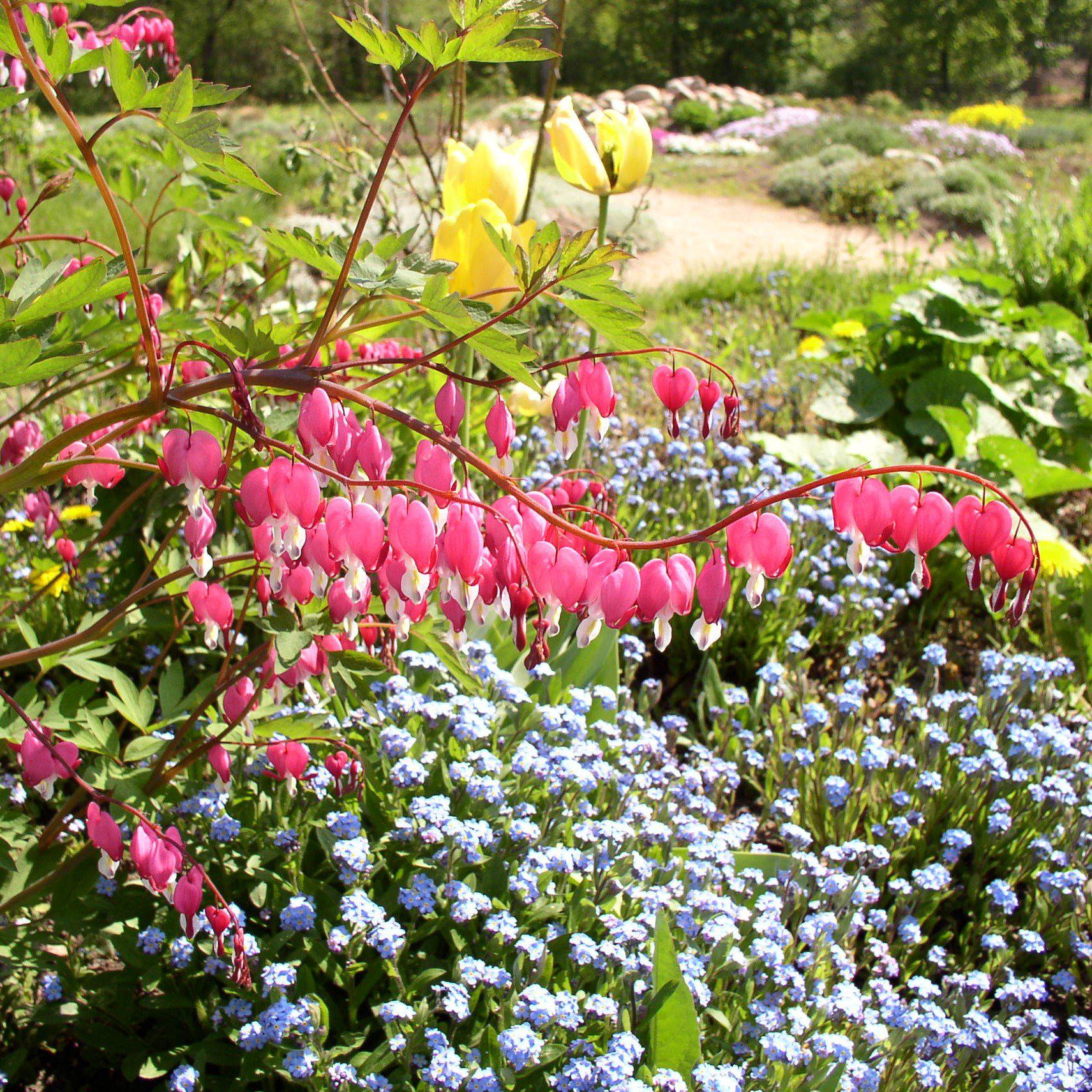 Bleeding Heart Potted Bleeding Heart Plant