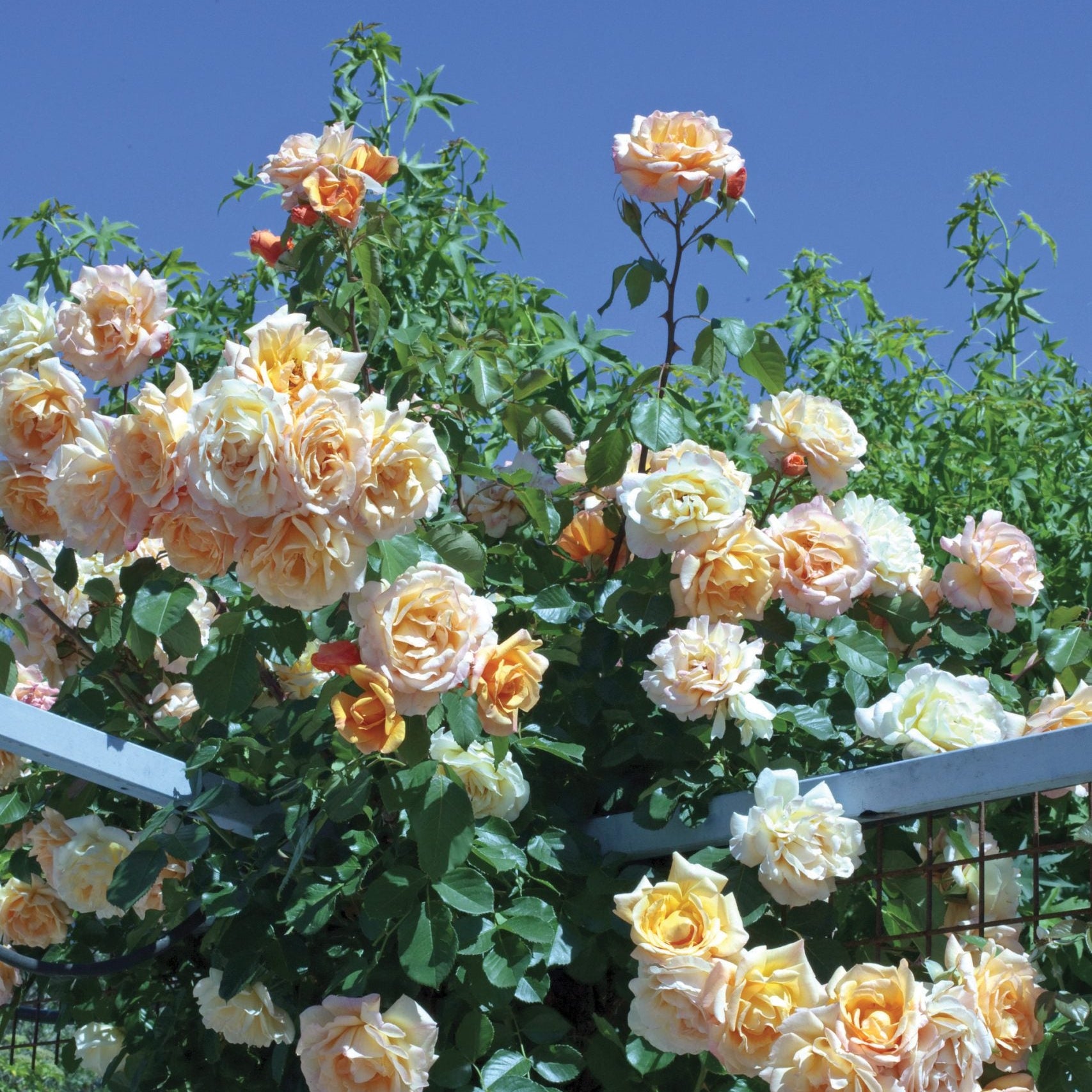 Garden Sun™ Bare Root Climbing Rose