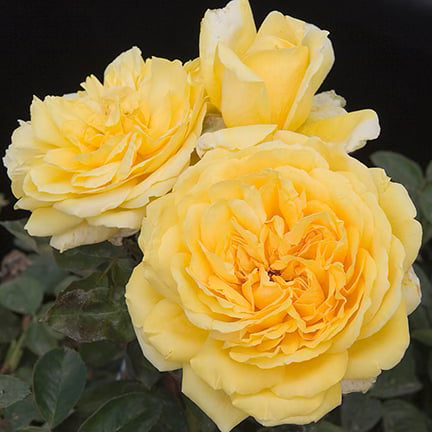 Gilded Sun™ Bare Root Tree Rose