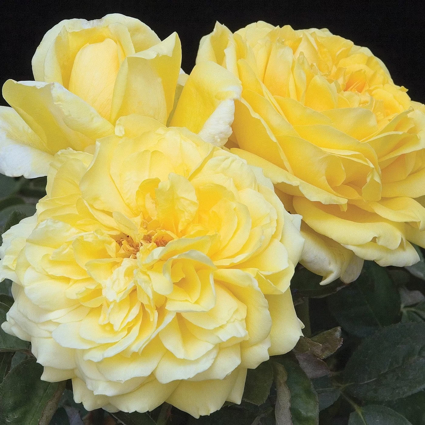 Gina Lollobrigida Potted Tree Rose