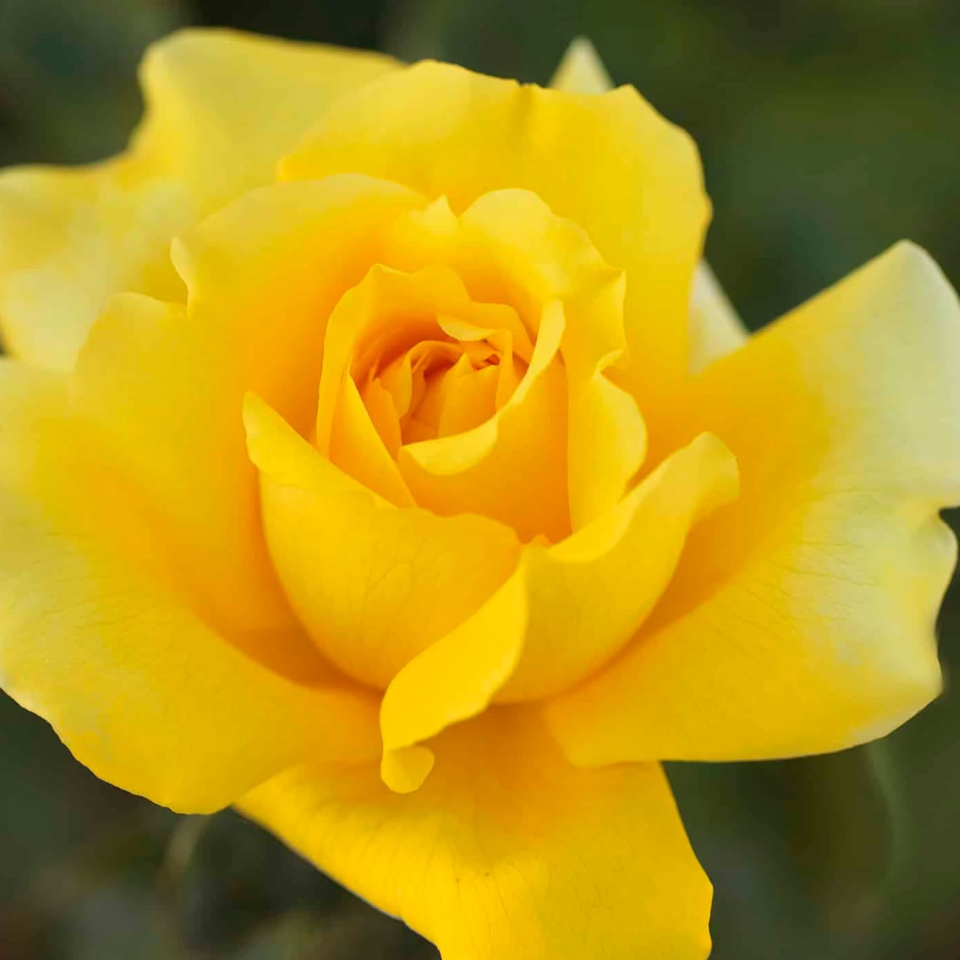 Gina Lollobrigida Potted Tree Rose