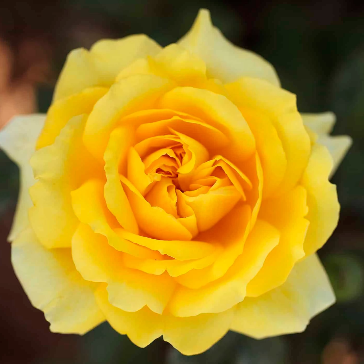 Gina Lollobrigida   Bare Root Rose Bush