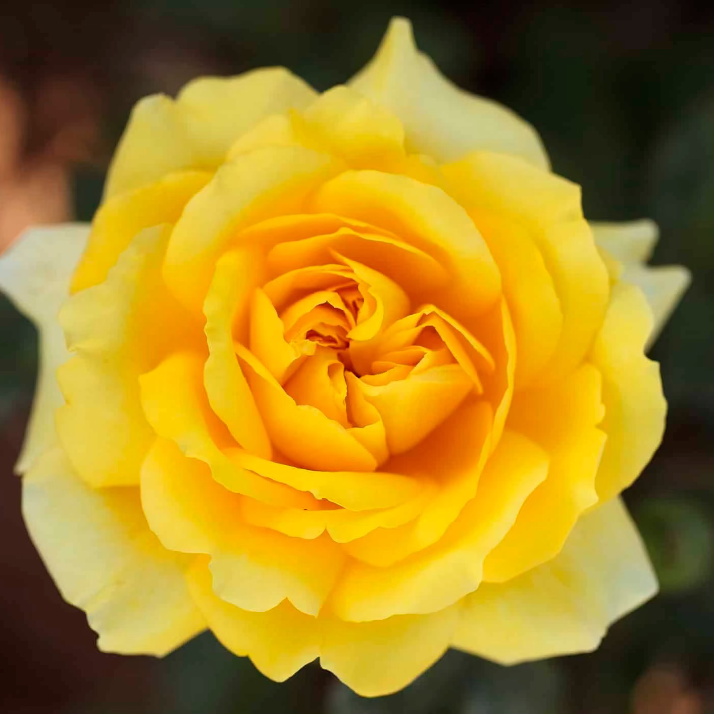 Gina Lollobrigida Potted Rose Bush