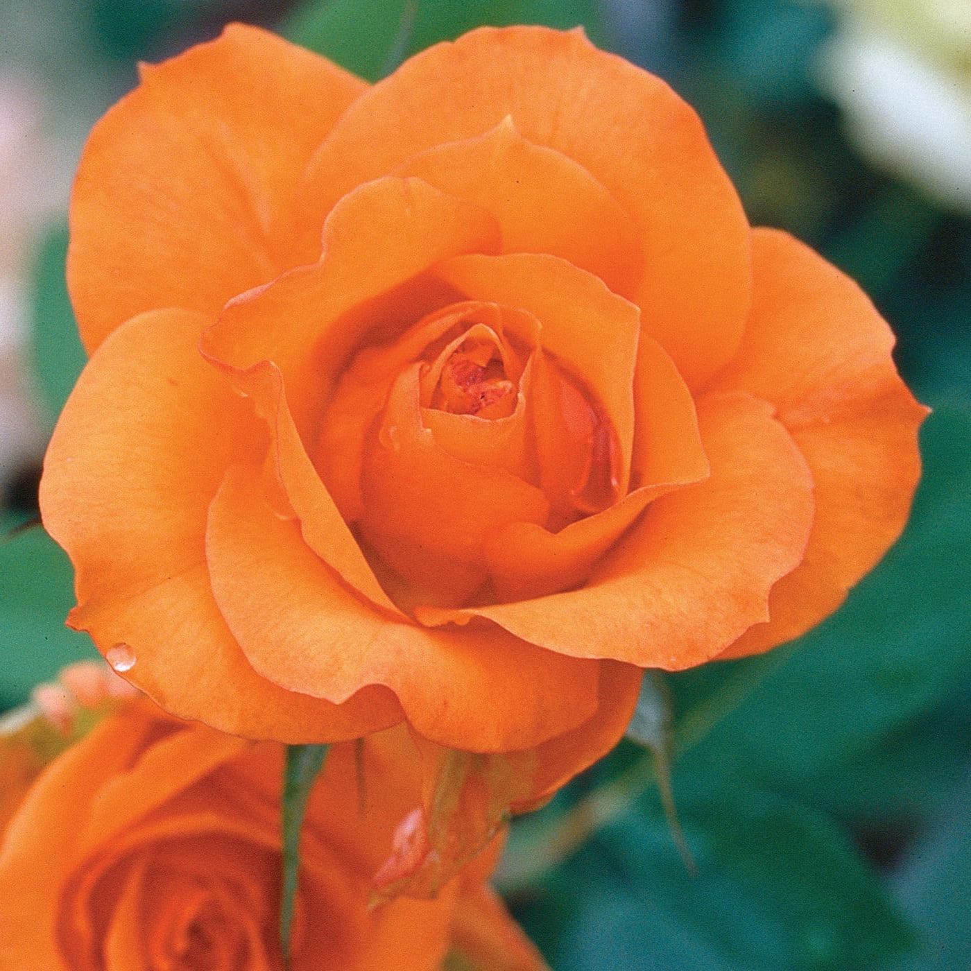 Close-up of an orange rose with a blurred green background