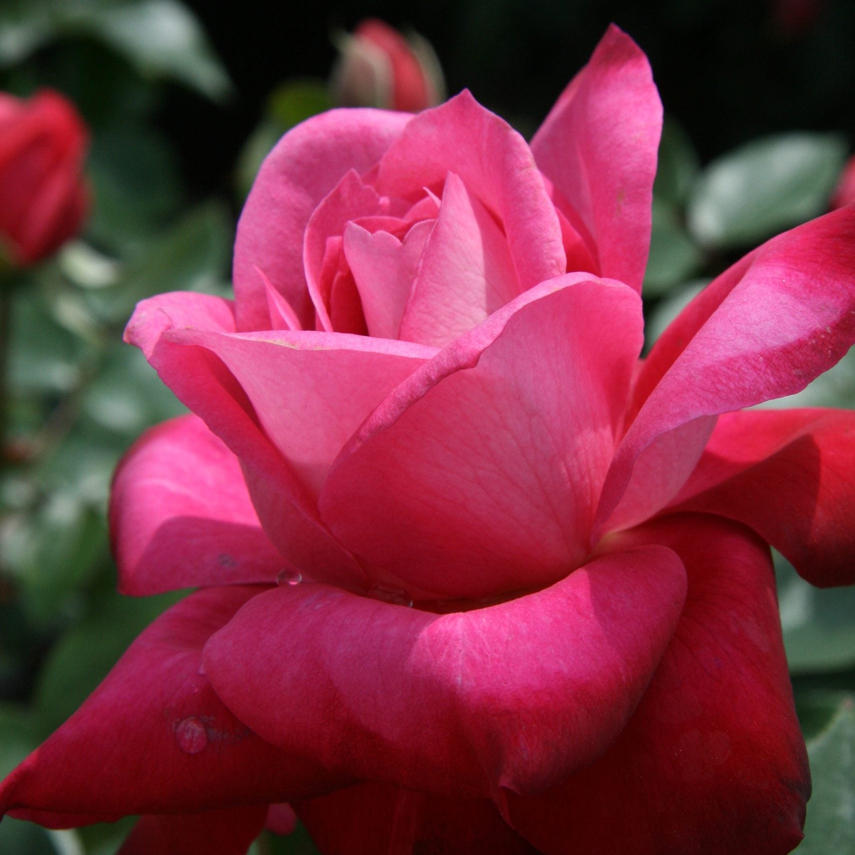 Girl's Night Out™ Potted Rose Bush