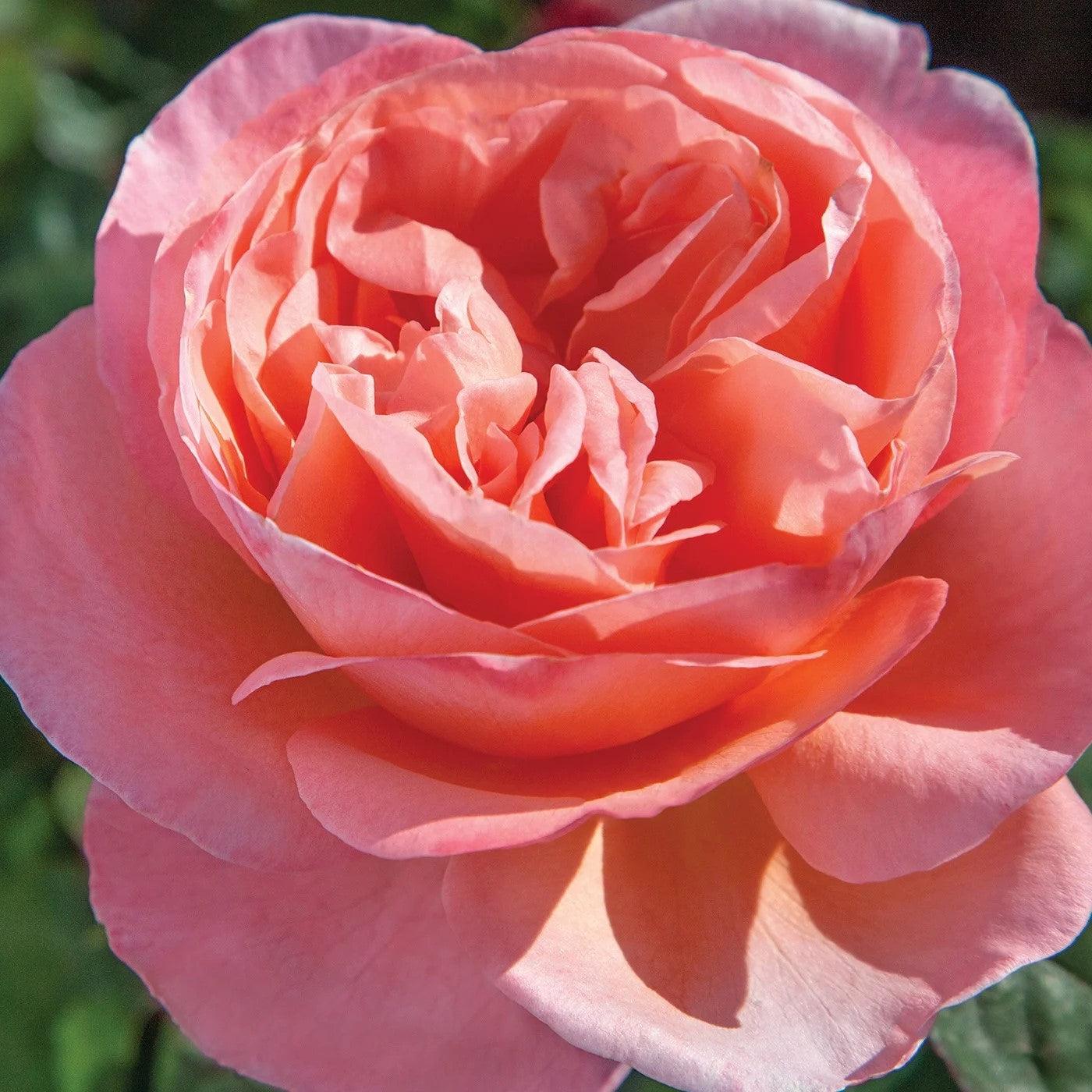 Sweet Mademoiselle™ Bare Root Rose Bush