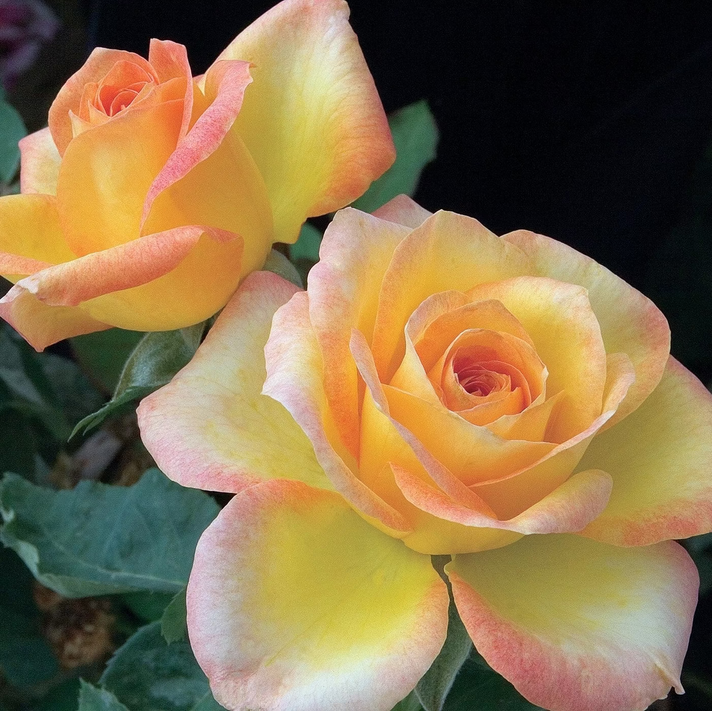 Gold Medal™ Potted Tree Rose