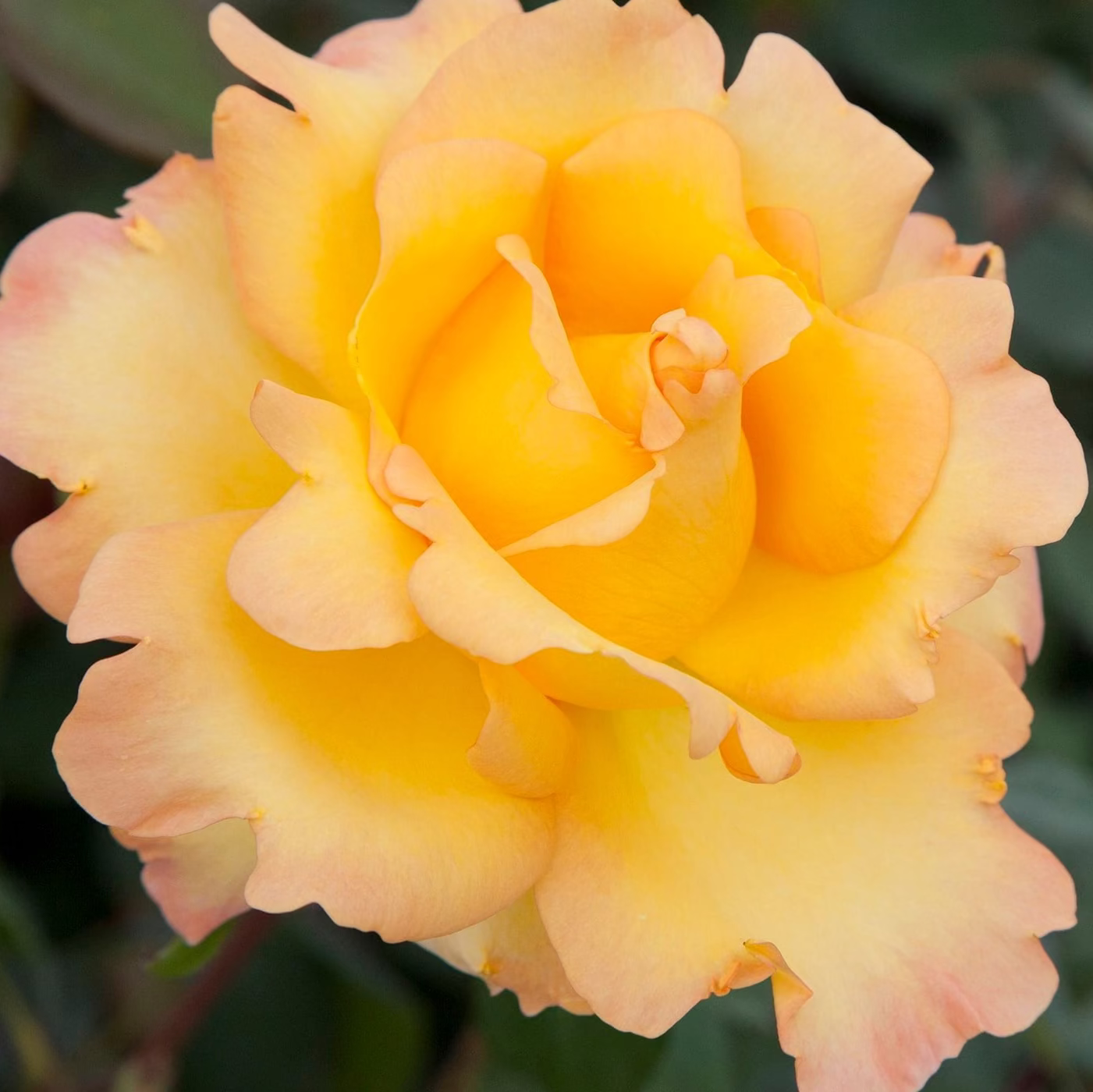 Gold Medal™ Potted Tree Rose