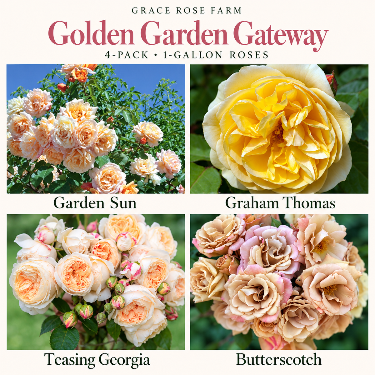 GOLDEN GARDEN GATEWAY  4 Pack - Garden Sun, Graham Thomas®, Teasing Georgia® & Butterscotch