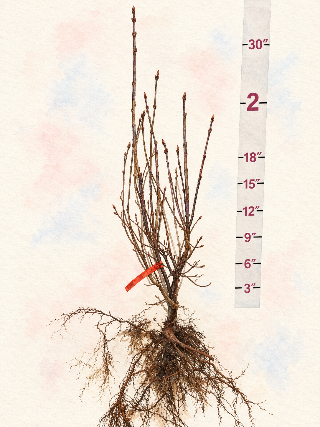 Saugeana Chinese Bare Root Lilac Bush