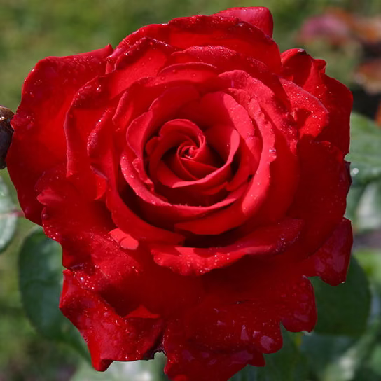 Eleganza® Grande Amore™ Potted Rose Bush