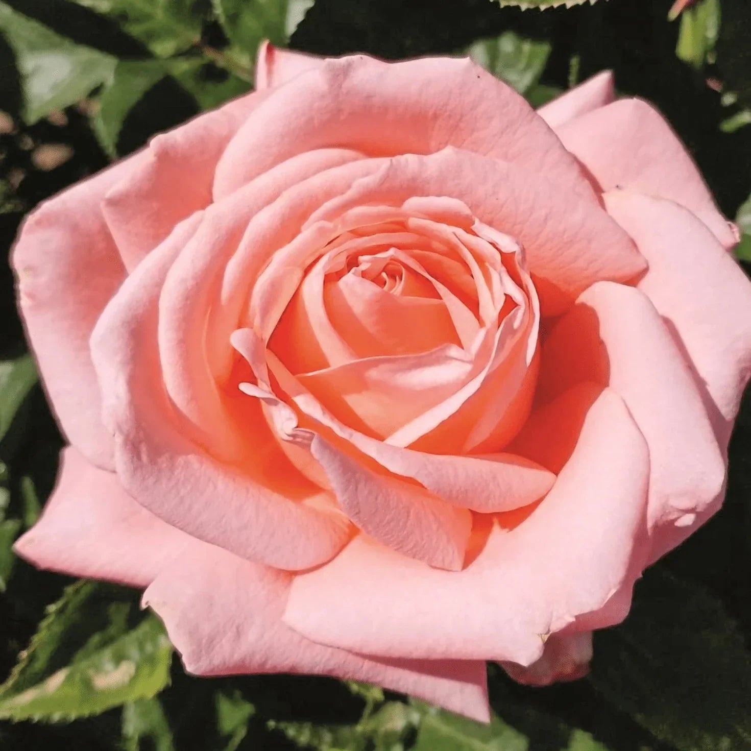 The Bennet Sisters® Garden Color Stories™ Bundle of 3 Bare Root Roses