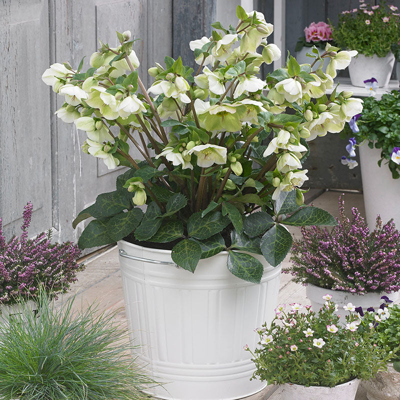 Hellebore FrostKiss® Molly's White Potted Lenten Rose Plant