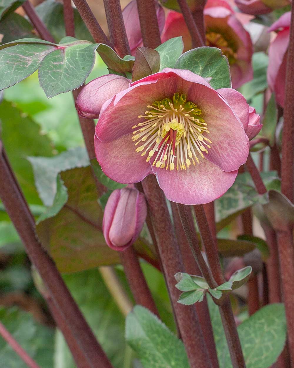 Hellebore FrostKiss® Penny's Pink® Potted Lenten Rose Plant