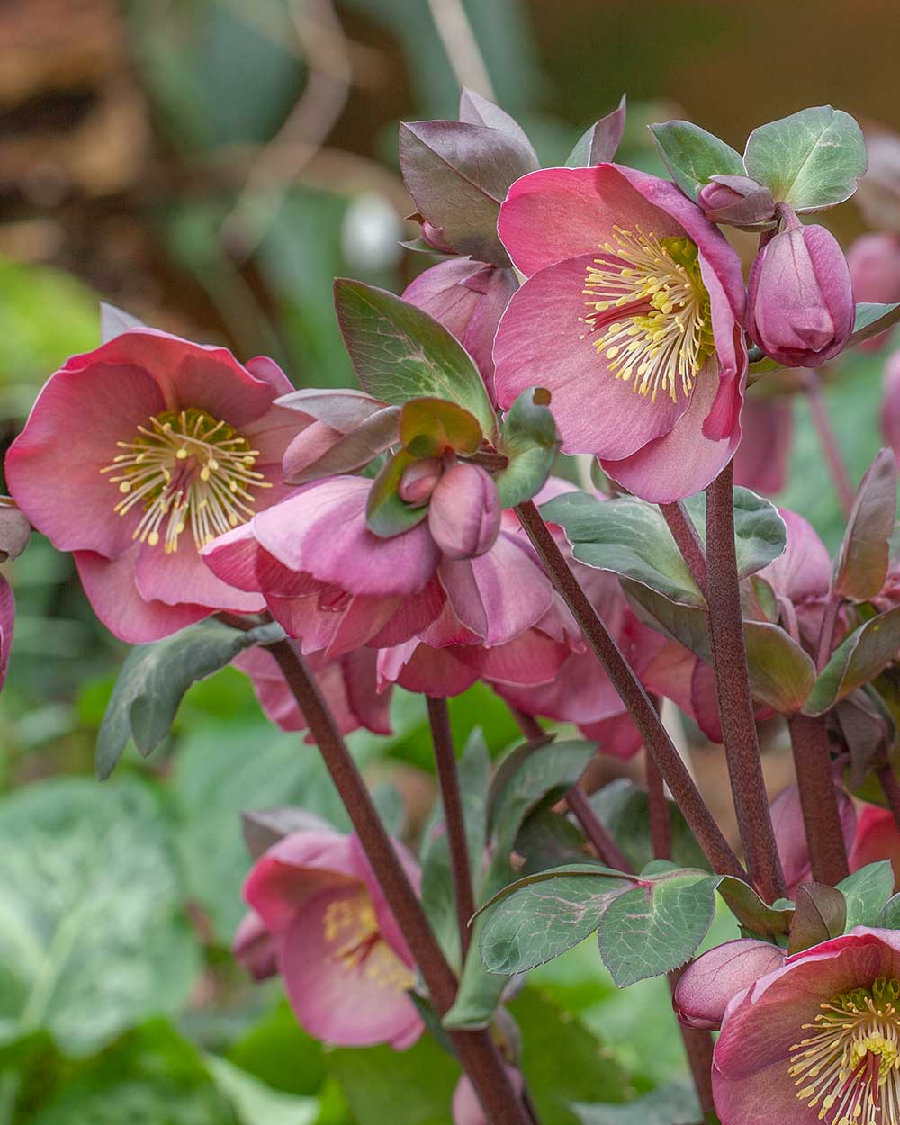 Hellebore FrostKiss® Penny's Pink® Potted Lenten Rose Plant