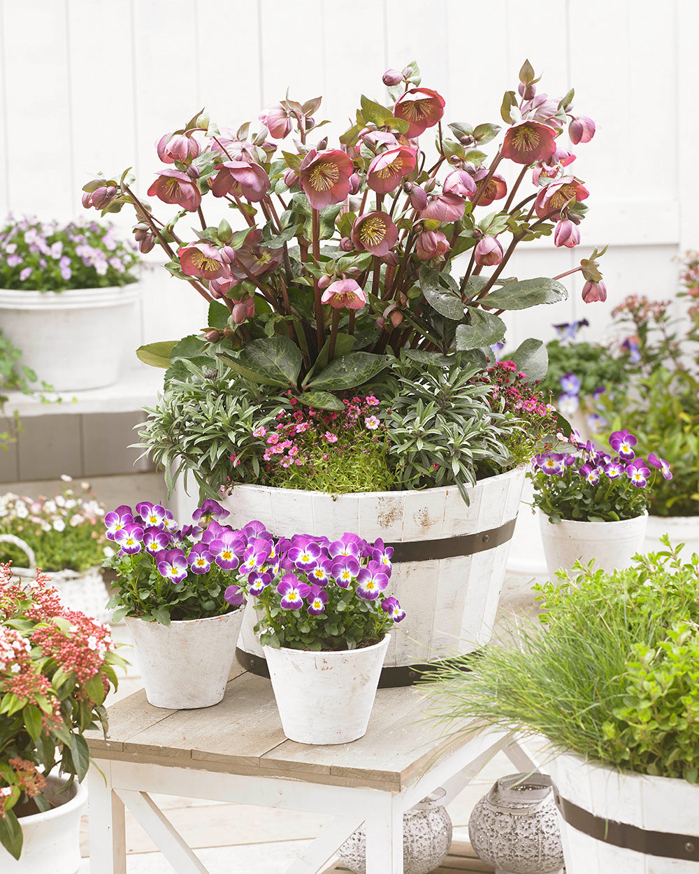 Hellebore FrostKiss® Penny's Pink® Potted Lenten Rose Plant