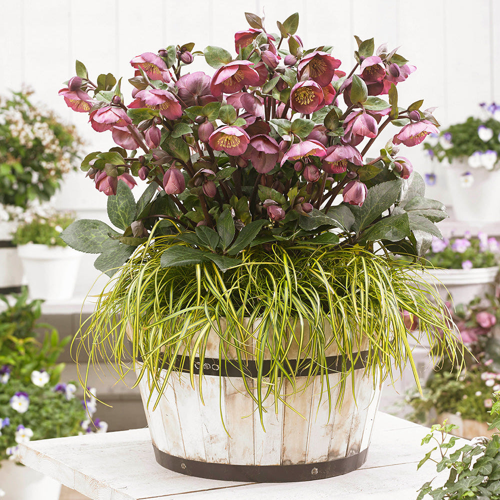 Hellebore FrostKiss® Penny's Pink® Potted Lenten Rose Plant