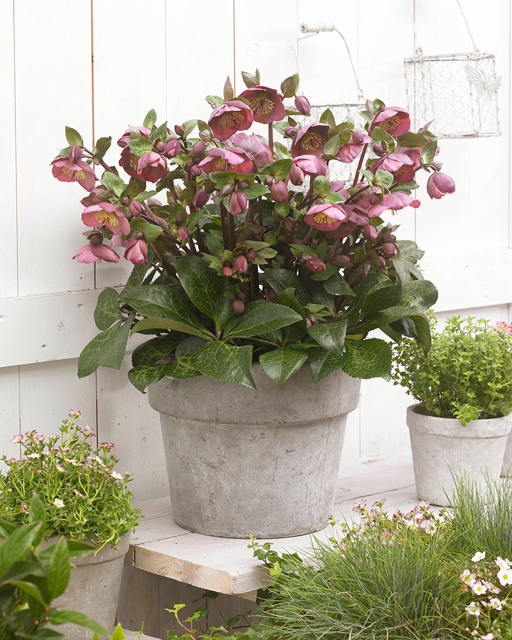 Hellebore FrostKiss® Penny's Pink® Potted Lenten Rose Plant